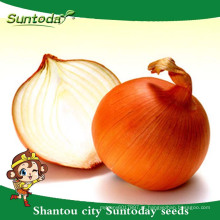 Suntoday vegetais F1 jardim Orgânico compra on-line sementes de cebola amarela longa prateleira fornecedor (81003)